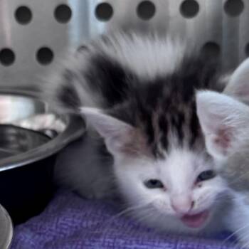 Penelope -  Domestic Short Hair Cat for Adoption in Norman, Oklahoma - Penelope | PetCurious
