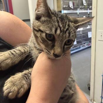 Buzz Lightyear -  Domestic Short Hair Cat for Adoption in Blairsville, Georgia - Buzz Lightyear | PetCurious