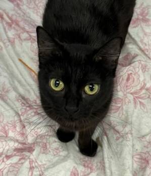 Joan Rivers -  Domestic Short Hair Cat for Adoption in Gwinn, Michigan - Joan Rivers | PetCurious