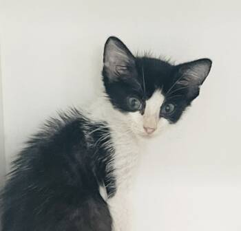 Rescue Domestic Short Hair Cats for Adoption in Savannah, Georgia - Saya | PetCurious