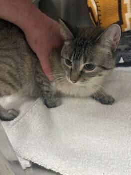 TILLY -  Siamese and Domestic Short Hair Cat for Adoption in Minneapolis, Minnesota - TILLY | PetCurious