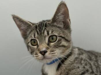 Tyler -  Domestic Short Hair Cat for Adoption in Portland, Oregon - Tyler | PetCurious