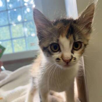 Arowana -  Domestic Medium Hair Cat for Adoption in Candler, North Carolina - Arowana | PetCurious