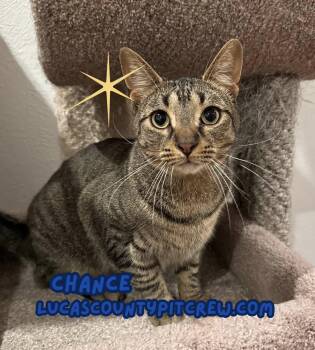 Rescue Tabby and American Shorthair Cats for Adoption in Toledo, Ohio - Chance | PetCurious
