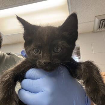 Sushi -  Domestic Short Hair Cat Available for Adoption in TIMBERCRK CYN, Texas - Sushi | PetCurious
