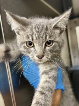 Spock -  Domestic Short Hair Cat for Adoption in Wichita, Kansas - Spock | PetCurious