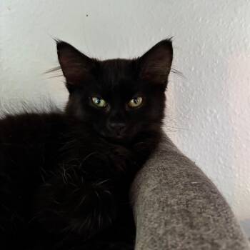 Bandit -  Domestic Short Hair Cat for Adoption in Spokane, Washington - Bandit | PetCurious