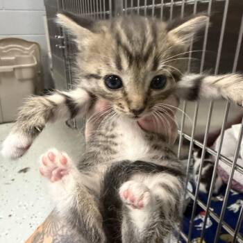 Jubilee -  Domestic Short Hair Cat for Adoption in Marion, Virginia - Jubilee | PetCurious