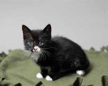 JENETTE -  Domestic Short Hair Cat Available for Adoption in Ames, Iowa - JENETTE | PetCurious