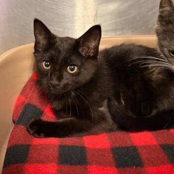 Biscuit -  Domestic Short Hair Cat for Adoption in Franklin, North Carolina - Biscuit | PetCurious