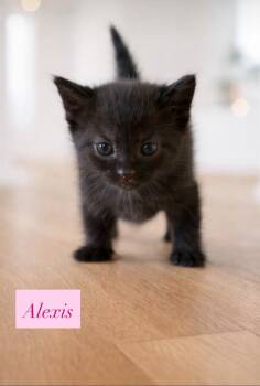 Domestic Short Hair Cats Available for Adoption - Alexis | PetCurious