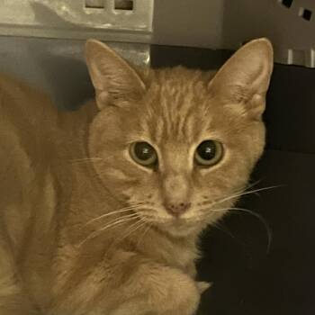 Domestic Medium Hair Cats Available for Adoption in Salt Lake City, Utah - ELLIOT | PetCurious