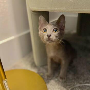 Rescue Domestic Short Hair Cats for Adoption in Fremont, California - Gizmo | PetCurious