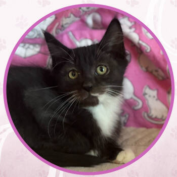 Rescue Domestic Short Hair Cats for Adoption in Toms River, New Jersey - Ganache | PetCurious