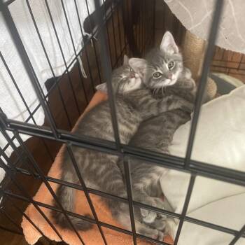 Bruce - Costa Mesa Location *Available 6/5* -  Domestic Medium Hair Cat Available for Adoption in Chino Hills, California - Bruce - Costa Mesa Location *Available 6/5* | PetCurious