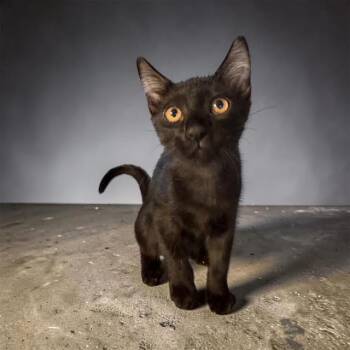 Lev Kot -  Domestic Short Hair Cat for Adoption in Chandler, Arizona - Lev Kot | PetCurious
