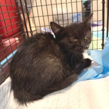 IVHS-Stray-140874 -  Domestic Short Hair Cat for Adoption in San Gabriel, California - IVHS-Stray-140874 | PetCurious