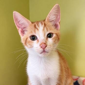 Clyde -  Domestic Short Hair Cat for Adoption in Pontiac, Michigan - Clyde | PetCurious