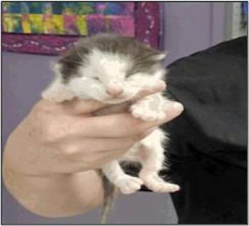 OPAL -  Domestic Short Hair Cat for Adoption in Albuquerque, New Mexico - OPAL | PetCurious