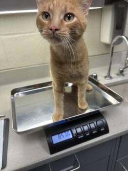 Thomas -  Domestic Short Hair Cat for Adoption in Wichita, Kansas - Thomas | PetCurious