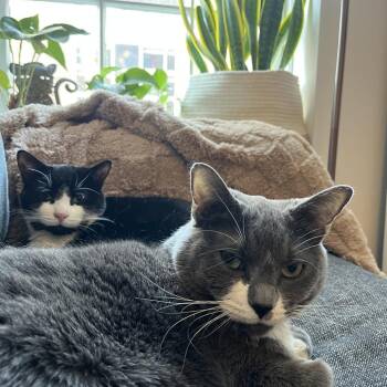 Domestic Short Hair Cats Available for Adoption in New York, New York - Lola (Baby Blossom) | PetCurious