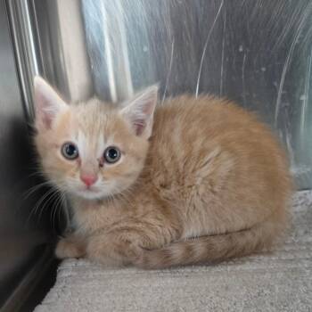 Domestic Medium Hair Cats Available for Adoption in Jefferson City, Tennessee - Lex Luther | PetCurious