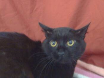 Rescue Domestic Medium Hair Cats for Adoption in Sacramento, California - P2 | PetCurious