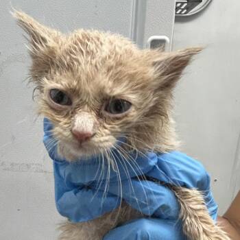 Domestic Short Hair Cats Available for Adoption in Newark, New Jersey - King Ramses | PetCurious