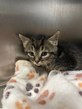 Tabitha -  Domestic Short Hair Cat for Adoption in Mineral, Virginia - Tabitha | PetCurious