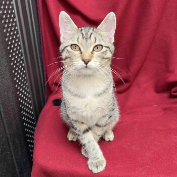 Bumblebottom -  Domestic Short Hair Cat for Adoption in Fairmont, Minnesota - Bumblebottom | PetCurious