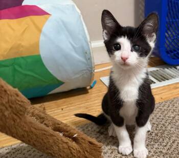Wendy Torrance -  Domestic Short Hair Cat for Adoption in Ferndale, Michigan - Wendy Torrance | PetCurious