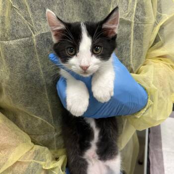 Ori -  Domestic Short Hair Cat for Adoption in Marshall, Virginia - Ori | PetCurious