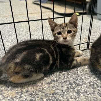 Dottie -  Torbie and Domestic Short Hair Cat for Adoption in Antioch, California - Dottie | PetCurious
