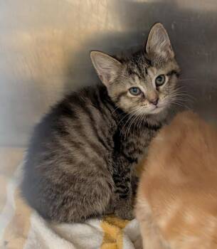Blueberry (Photos May-June 2026) -  Torbie and Domestic Short Hair Cat for Adoption in Marietta, Ohio - Blueberry (Photos May-June 2026) | PetCurious