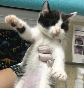 POSSUM -  Domestic Long Hair Cat for Adoption in Riverside, California - POSSUM | PetCurious
