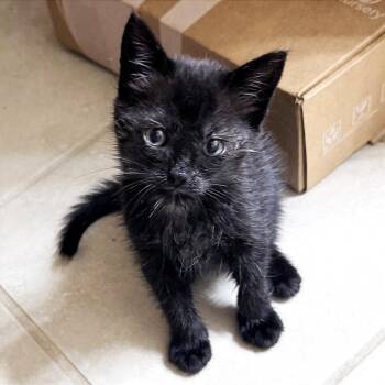 Noodle 25 -  Domestic Short Hair Cat for Adoption in Austin, Texas - Noodle 25 | PetCurious