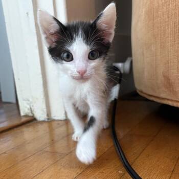 Domestic Short Hair Cats Available for Adoption in Richmond, California - DUCK | PetCurious