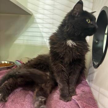Gwen -  Domestic Long Hair Cat for Adoption in Oak Park, Illinois - Gwen | PetCurious