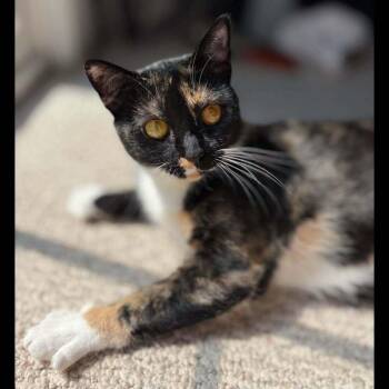 Missy -  Domestic Short Hair Cat for Adoption in Raleigh, North Carolina - Missy | PetCurious