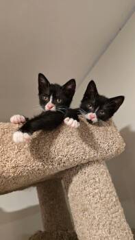 Boots & Winky -  Domestic Short Hair Cat for Adoption in Westfield, Massachusetts - Boots & Winky | PetCurious