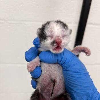 Domestic Short Hair Cats Available for Adoption in Harrisonburg, Virginia - Oreo | PetCurious