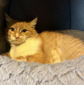 Domestic Short Hair Cats Available for Adoption - Annie | PetCurious