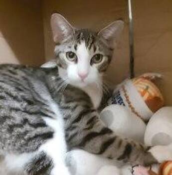 Rescue Tabby Cats for Adoption in Henderson, Nevada - LUCKY | PetCurious