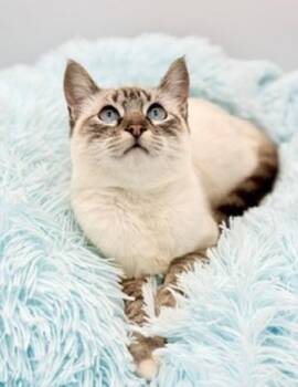 Siamese Cats Available for Adoption - Erin Lecount | PetCurious