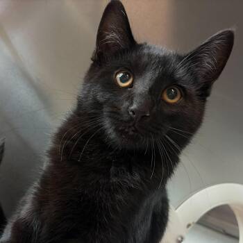 Domestic Short Hair Cats Available for Adoption in Asheville, North Carolina - Silly Goose | PetCurious