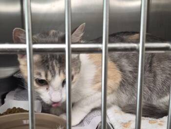 Pen 27 Spree -  Domestic Short Hair Cat for Adoption in Lawrenceville, Georgia - Pen 27 Spree | PetCurious