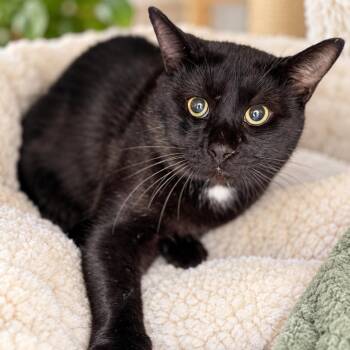 Tank -  Domestic Medium Hair Cat for Adoption in Long Beach, California - Tank | PetCurious