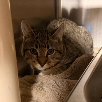 Snickers -  Domestic Short Hair Cat for Adoption in Indianapolis, Indiana - Snickers | PetCurious