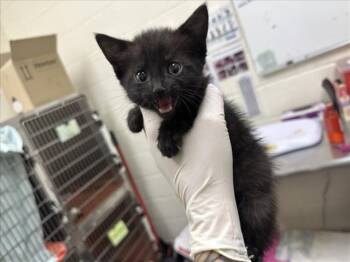 TINA TURNER -  Domestic Short Hair Cat for Adoption in Santa Fe, New Mexico - TINA TURNER | PetCurious