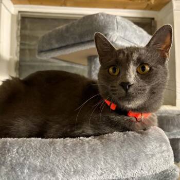 Marilyn -  Domestic Short Hair Cat for Adoption in Fairway, Kansas - Marilyn | PetCurious